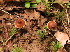 Cortinarius decipiens