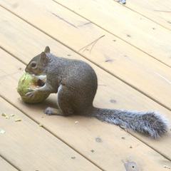 Sciurus carolinensis