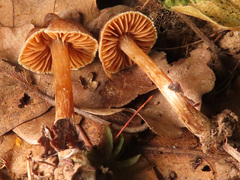 Cortinarius decipiens