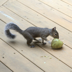 Sciurus carolinensis