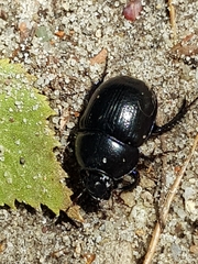 Anoplotrupes stercorosus