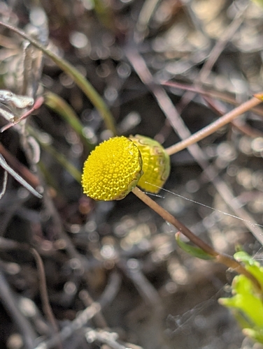 iNaturalist observation photo of Brass Buttons