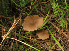 Entoloma conferendum