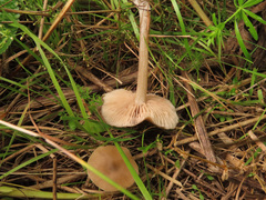 Entoloma conferendum