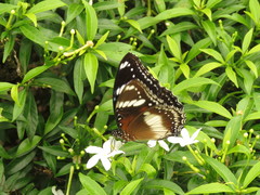 Hypolimnas bolina