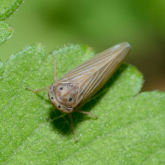 Agallia quadripunctata