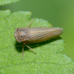 Agallia quadripunctata