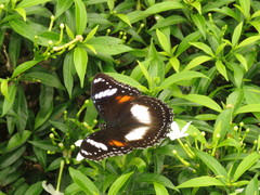 Hypolimnas bolina