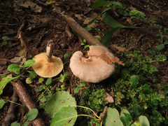 Lactarius pyrogalus