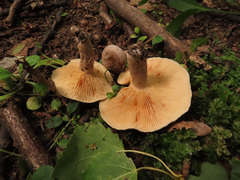 Lactarius pyrogalus
