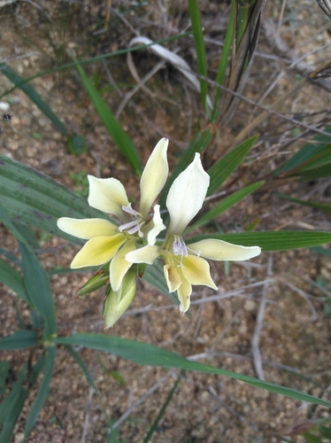 Image of Babiana odorata by (c) Brian du Preez, some rights reserved (CC BY-SA)
