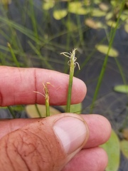 Eleocharis robbinsii