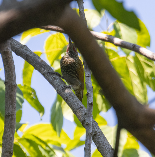 Grey-crowned Woodpecker (Colaptes auricularis), photo 6