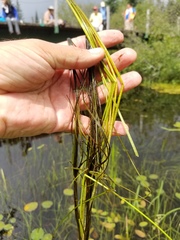 Eleocharis robbinsii