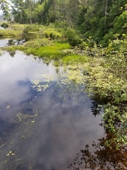 Eleocharis robbinsii