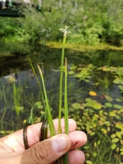 Eleocharis robbinsii