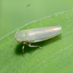 Graminella nigrifrons