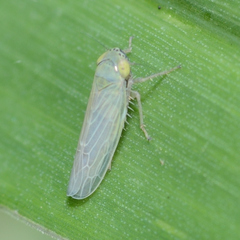 Graminella nigrifrons