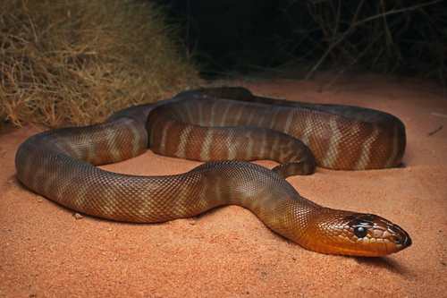 Woma Python