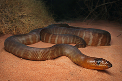 Ramsay's Python