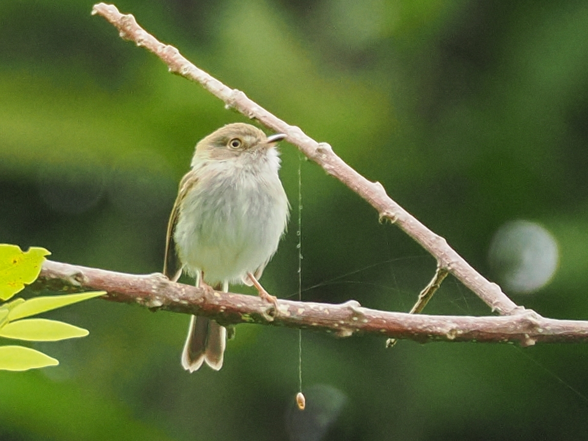 Pale-eyed Pygmy Tyrant (Atalotriccus pilaris), photo 6