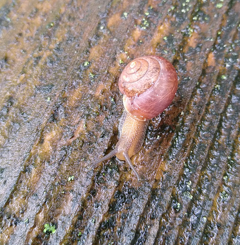 Asian Tramp Snail