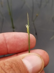 Schoenoplectus subterminalis