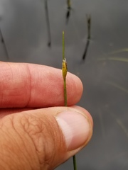 Schoenoplectus subterminalis