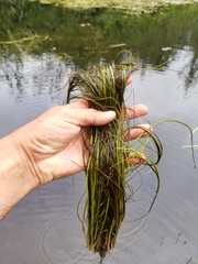 Schoenoplectus subterminalis