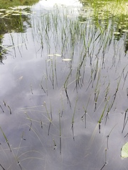 Schoenoplectus subterminalis