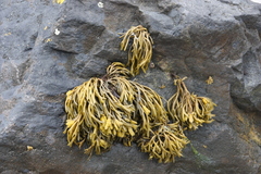 Pelvetia canaliculata