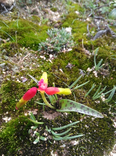 Lachenalia aloides