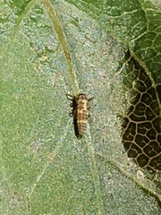 Psyllobora vigintimaculata