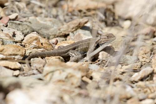 iNaturalist observation photo of Common Sagebrush Lizard