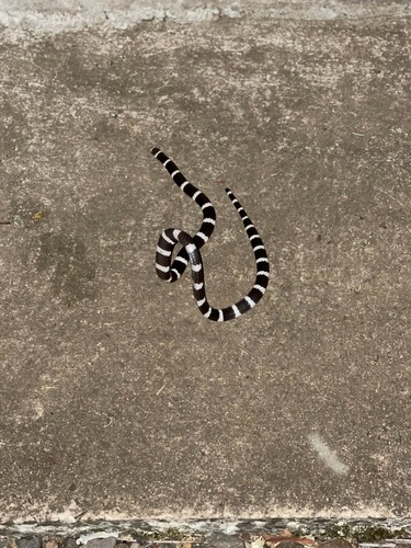 Eastern Bandy Bandy sighting