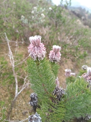 Serruria brownii