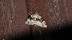 Epirrhoe galiata