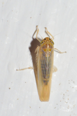 Dalbulus elimatus
