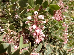 Arctostaphylos pringlei