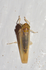 Dalbulus elimatus