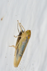 Dalbulus elimatus