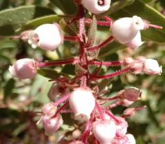 Arctostaphylos pringlei