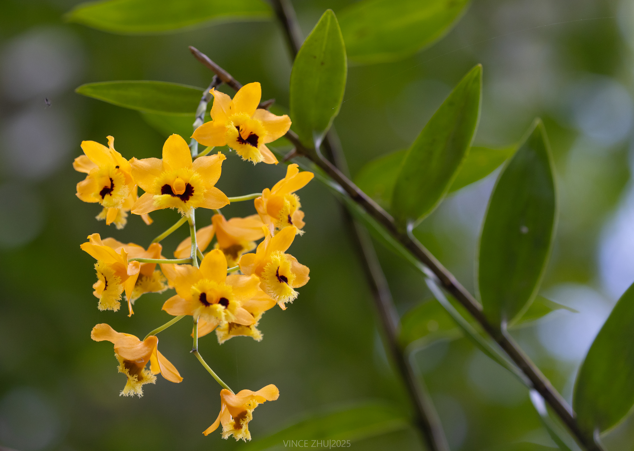 Imagem de dendrobium