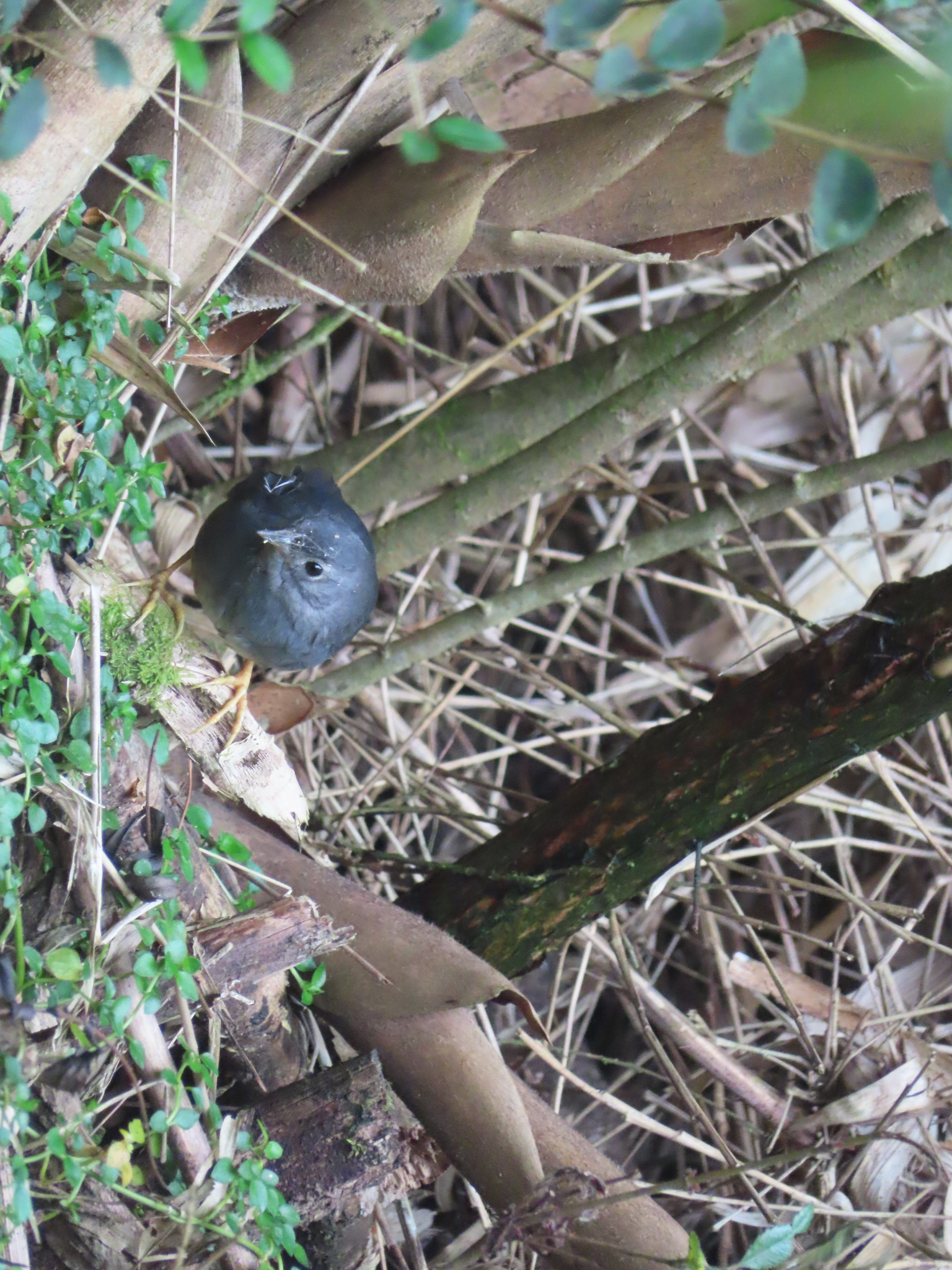 Magellanic Tapaculo (Scytalopus magellanicus), photo 7