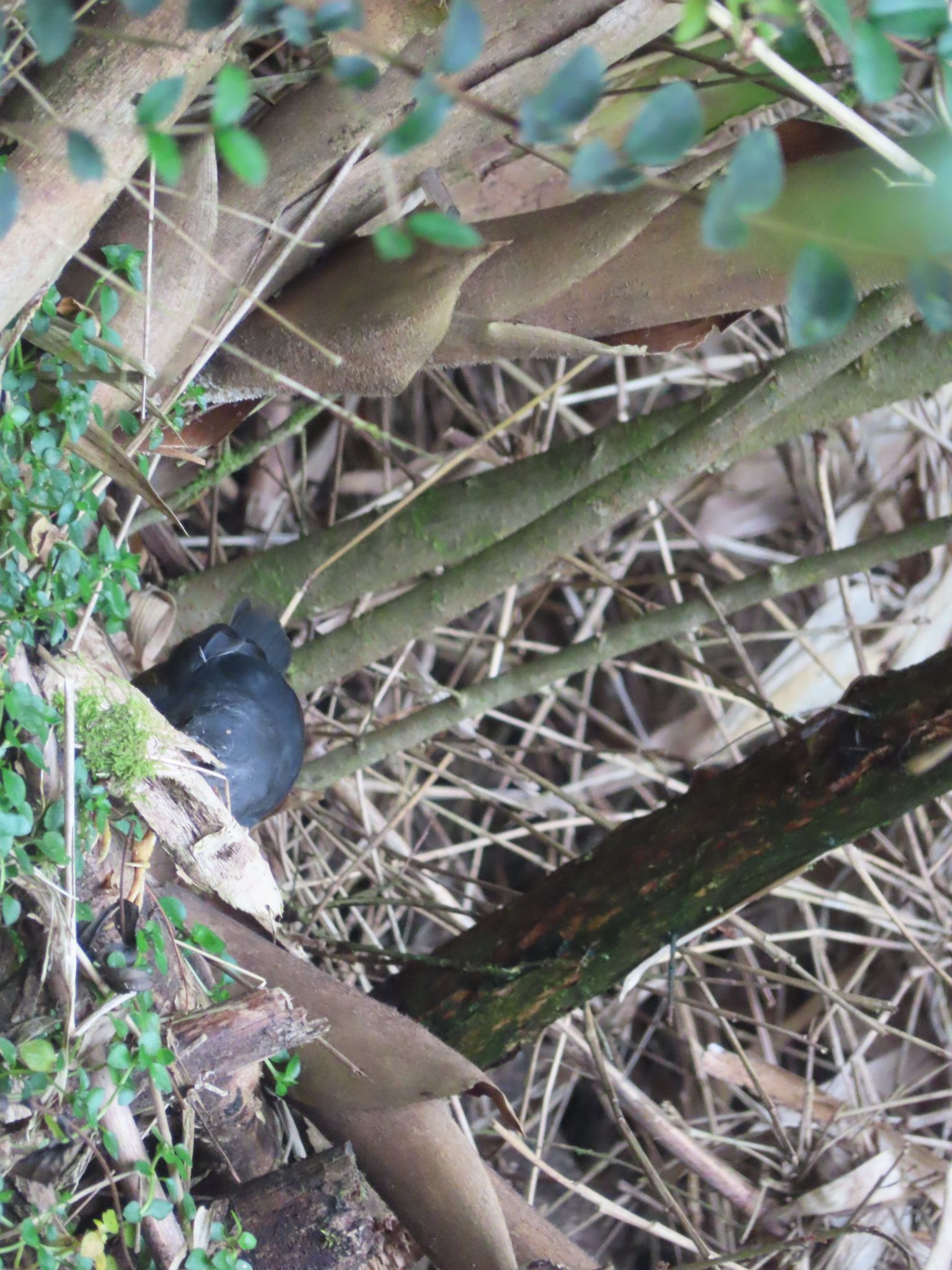 Magellanic Tapaculo (Scytalopus magellanicus), photo 6