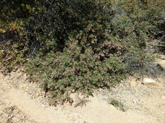 Arctostaphylos pringlei