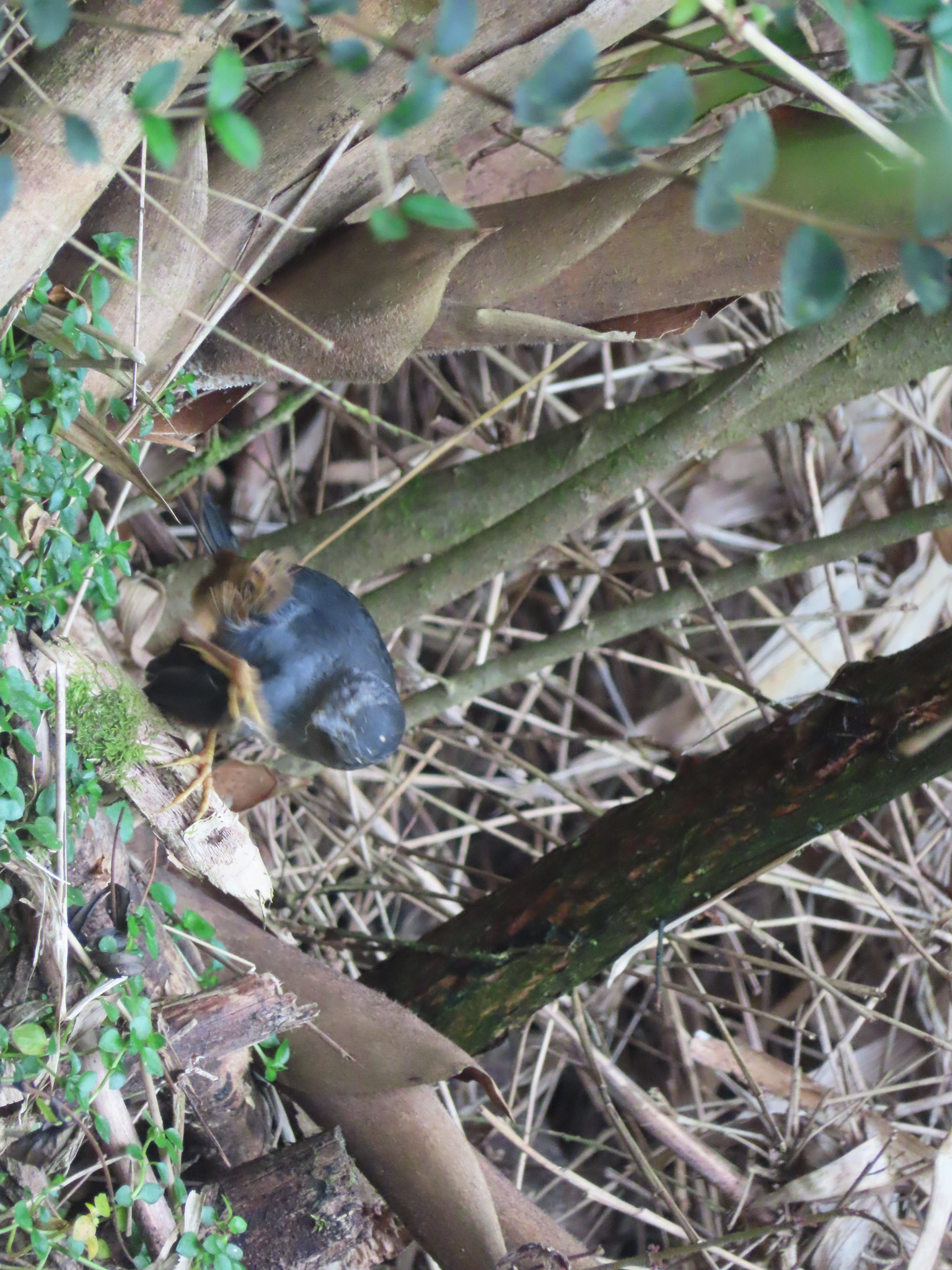Magellanic Tapaculo (Scytalopus magellanicus), photo 4