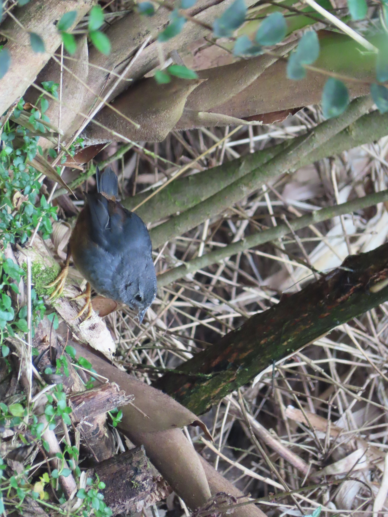 Magellanic Tapaculo (Scytalopus magellanicus), photo 3