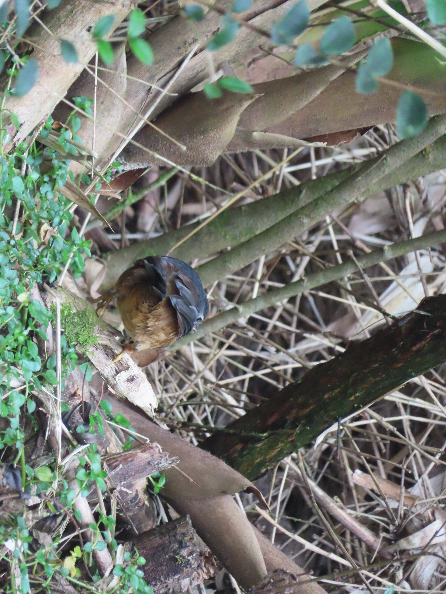 Magellanic Tapaculo (Scytalopus magellanicus), photo 5