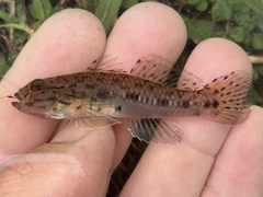 Pupilspot Goby photo 1